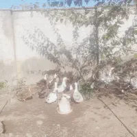 سلام حدود۴۰ عدد اردک نر ماده همه تخم کن|حیوانات مزرعه|رشت, یخسازی|دیوار