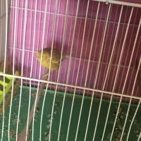 قناری|پرنده|مشهد, محمدآباد|دیوار