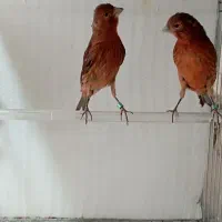 قناری