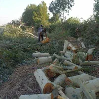 خریداره چوب مرکبات وغیره درباغ|خدمات باغبانی و درختکاری|جهرم, |دیوار