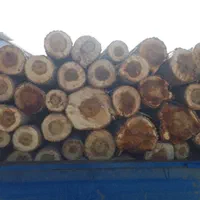 خریددرخت خریدچوب برش چوب خریدچوب کهنه وهرس|خدمات باغبانی و درختکاری|تبریز, |دیوار