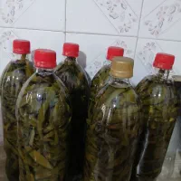 ترشی فلفل قلمی محلی ترد وتازه