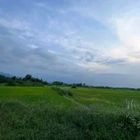 2-هکتار-شالیزار-سنتی-کشت-شده-زیر-قیمت