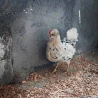 جوجه گلین|حیوانات مزرعه|سراوان, |دیوار