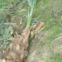 انواع پاجوش