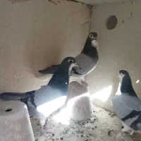 دمگیر گلین خرقه|پرنده|اصفهان, طامه|دیوار