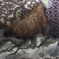 ریشه ، کنده درخت گردو برای کار تزیینی