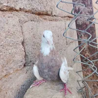 پرندگان|پرنده|دهلران, |دیوار