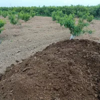 پوش گاوی|خدمات باغبانی و درختکاری|گرگان, |دیوار