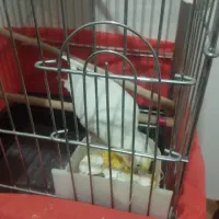 عروس هلندی مولد|پرنده|داران, |دیوار