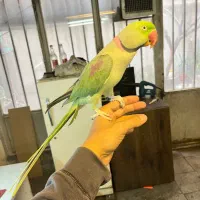 شاه طوطی دستی مولد|پرنده|تهران, تختی|دیوار