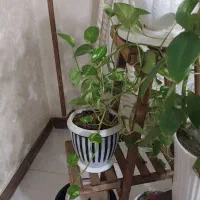 گل طبیعی|گل و گیاه طبیعی|فردیس, شهرک ارم|دیوار