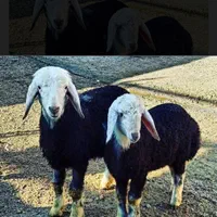 بره و قوچ زنده سفید گوسفند