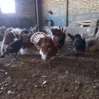 بوقلمون و جوجه مرغ|حیوانات مزرعه|مشهد, توس (بلوار توس)|دیوار