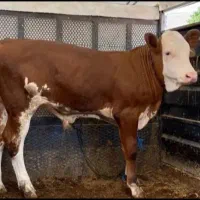 گوساله شرابی درجه یک