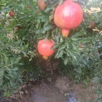 باغبانی