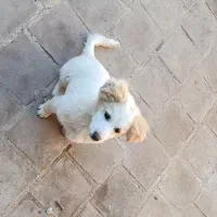 اشپیتز ۴ ماهه|سگ|خرمدره, |دیوار