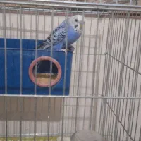 ۴ عدد مرغ عشق