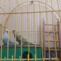 جفت مرغ عشق