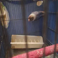 طوطی برزیلی