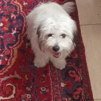 سگ شیتزو 10ماهه