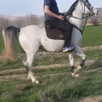 اسب نریان|اسب و تجهیزات اسب‌سواری|کرج, اسدآباد|دیوار