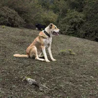 سگ نگهبان تضمینی