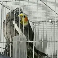 عروس هلندی جفت