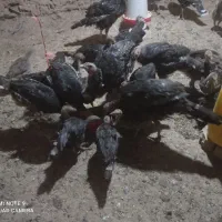 بوقلمون ماده