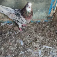 سرور پرشی|پرنده|بوکان, |دیوار