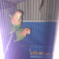 طوطی برزیلی کوتوله