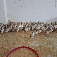 جوجه مرغ و خروس شاخدار دو هفته ای واکسن زده|حیوانات مزرعه|سیرجان, |دیوار