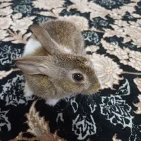بچه خرگوش نرمینیاتوری