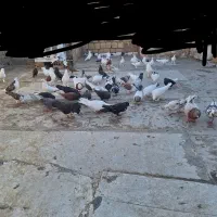 کبوتر،،کفتر،،مرغ و خروس