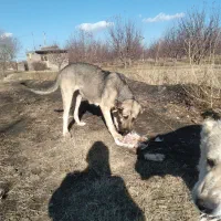 سگ گله|سگ|محمدبار, |دیوار