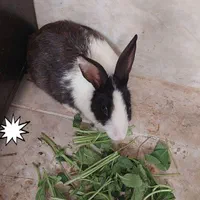 خرگوش بزرگ و آروم