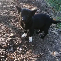 سگ نژاد اشپیتز