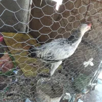 جوجه|حیوانات مزرعه|زاهدان, |دیوار