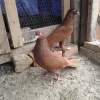 کبوتر