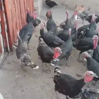 فروش بوقلمون