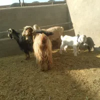 ۳راس بزغاله دار|حیوانات مزرعه|سلفچگان, |دیوار