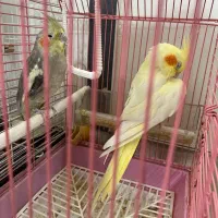 عروس هلندی|پرنده|تهران, سعیدآباد|دیوار