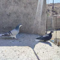 دوتا ماده شهری سیاه گلدار و بدرنگ|پرنده|شیراز, محمدیه|دیوار