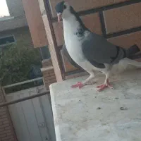 کفتر دمگیر|پرنده|حبیب آباد, |دیوار