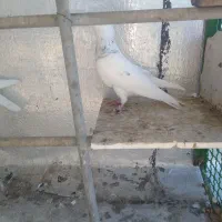 کبوتر|پرنده|پرند, فاز ۳|دیوار