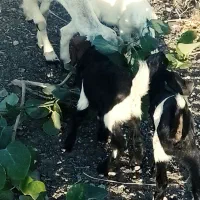 بز فروشی|حیوانات مزرعه|ایرانشهر, |دیوار