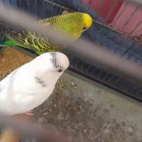 یه جفت مرغ عشق نر و ماده