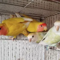 پرنده|پرنده|تهران, شهرک بعثت|دیوار