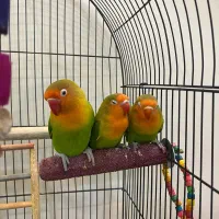 طوطی برزیلی کوتوله تپل دونخور شده|پرنده|تهران, کوی بیمه|دیوار