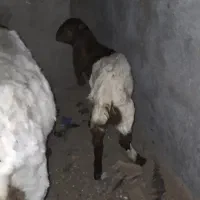 ۳ عدد بز|حیوانات مزرعه|مشهد, کارمندان دوم|دیوار